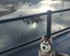 Alaskan Malamute