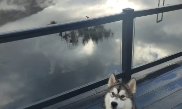 Alaskan Malamute