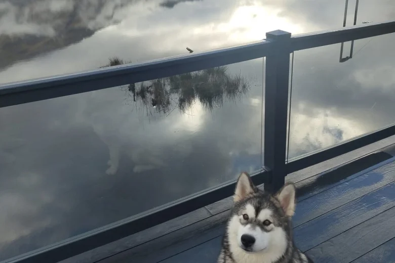 Alaskan Malamute