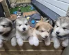 Alaskan Malamute