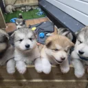 Alaskan Malamute