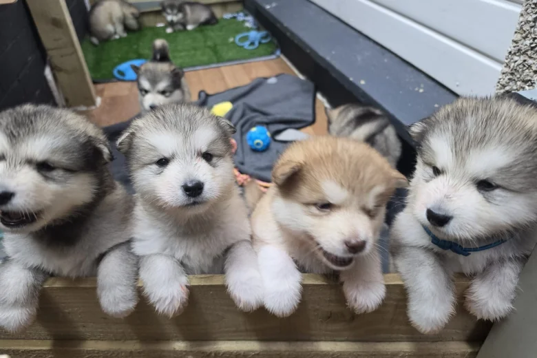 Alaskan Malamute