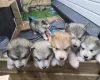 Alaskan Malamute