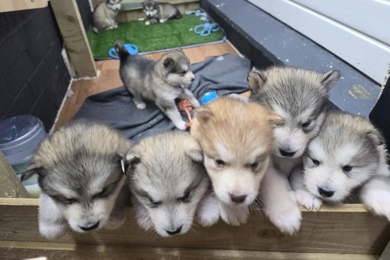 Alaskan Malamute