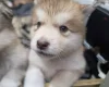 Alaskan Malamute