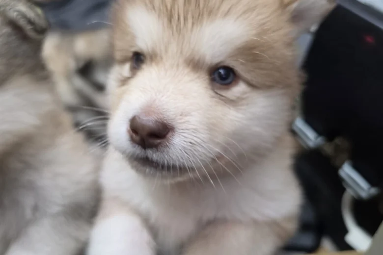 Alaskan Malamute