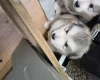 Alaskan Malamute
