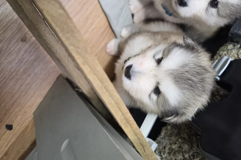 Alaskan Malamute