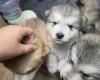 Alaskan Malamute