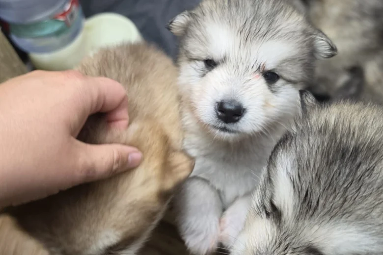 Alaskan Malamute