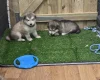 Alaskan Malamute