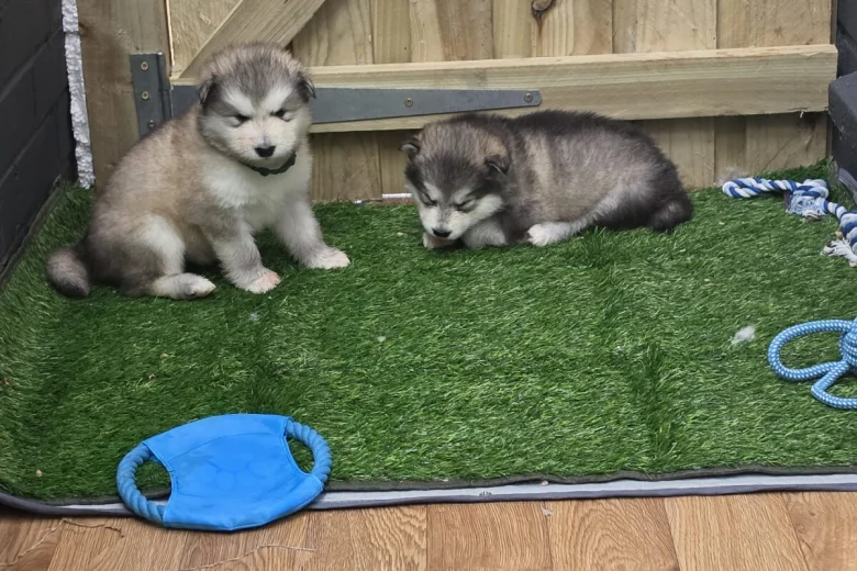 Alaskan Malamute