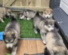 Alaskan Malamute
