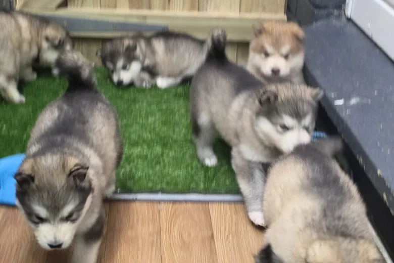 Alaskan Malamute
