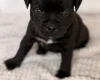 Staffordshire Bull Terrier
