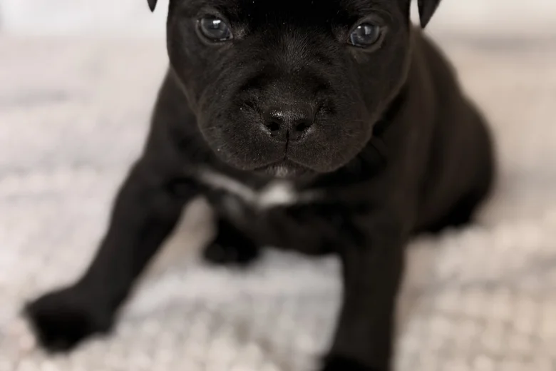 Staffordshire Bull Terrier