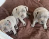 Staffordshire Bull Terrier