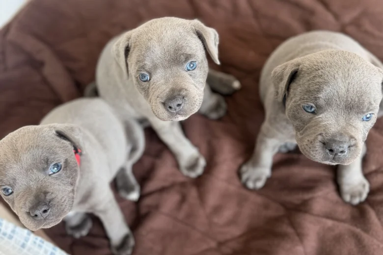 Staffordshire Bull Terrier