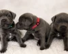 Staffordshire Bull Terrier
