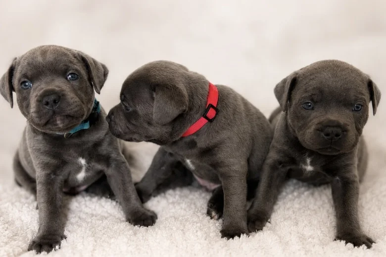 Staffordshire Bull Terrier