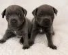 Staffordshire Bull Terrier