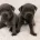 Staffordshire Bull Terrier