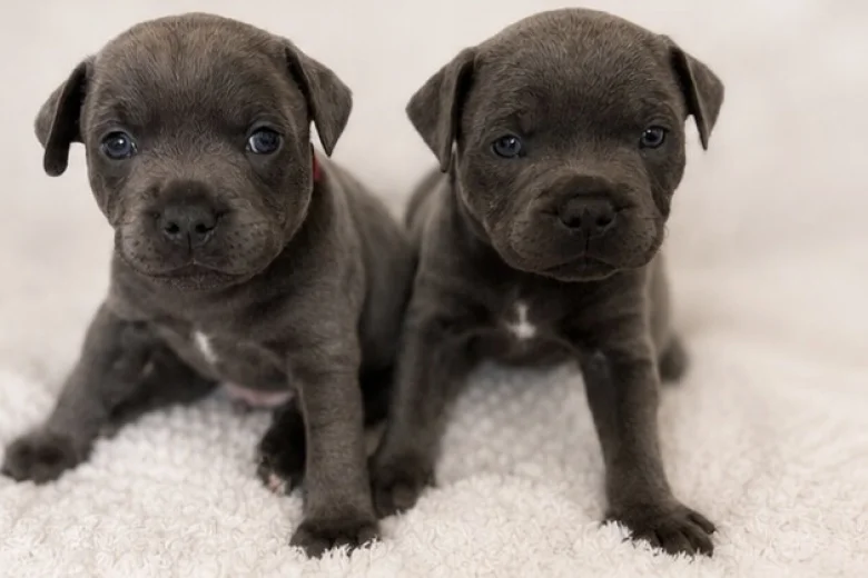 Staffordshire Bull Terrier