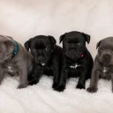 Staffordshire Bull Terrier