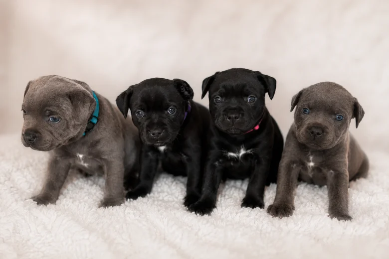 Staffordshire Bull Terrier
