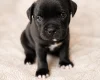 Staffordshire Bull Terrier