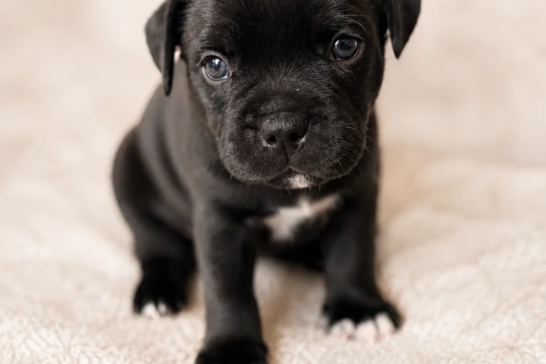 Staffordshire Bull Terrier