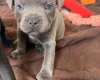 Staffordshire Bull Terrier