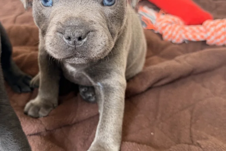 Staffordshire Bull Terrier