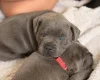 Staffordshire Bull Terrier