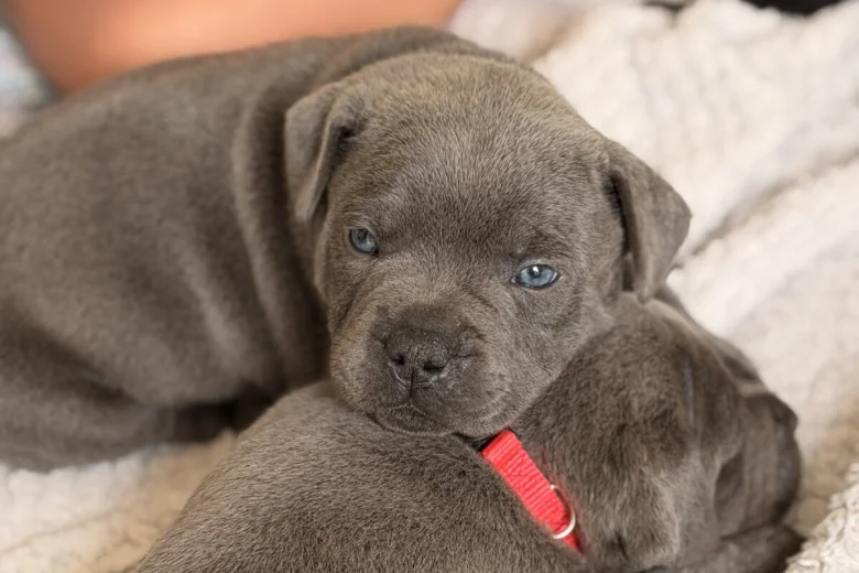Staffordshire Bull Terrier