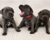 Staffordshire Bull Terrier