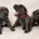 Staffordshire Bull Terrier