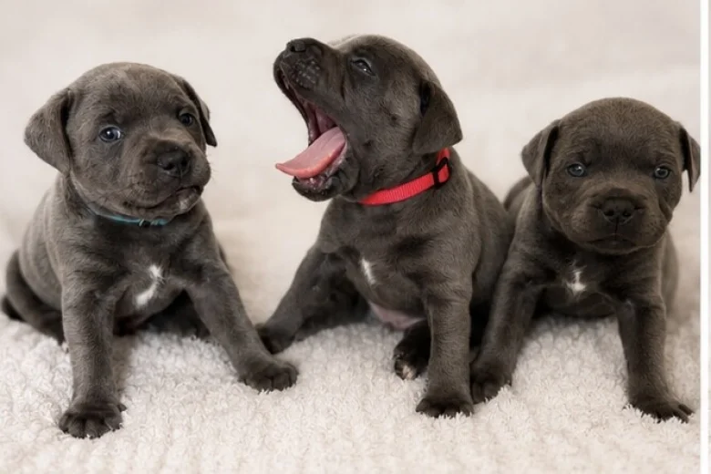 Staffordshire Bull Terrier