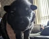German Shepherd (Alsatian)