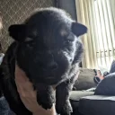 German Shepherd (Alsatian)