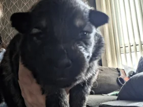 German Shepherd (Alsatian)