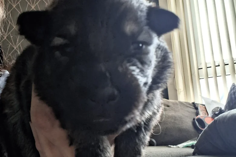 German Shepherd (Alsatian)