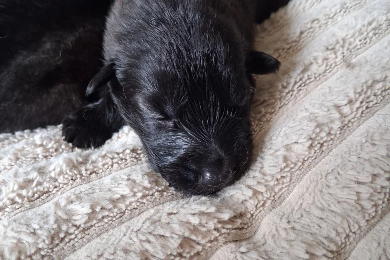 German Shepherd (Alsatian)