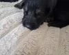 German Shepherd (Alsatian)