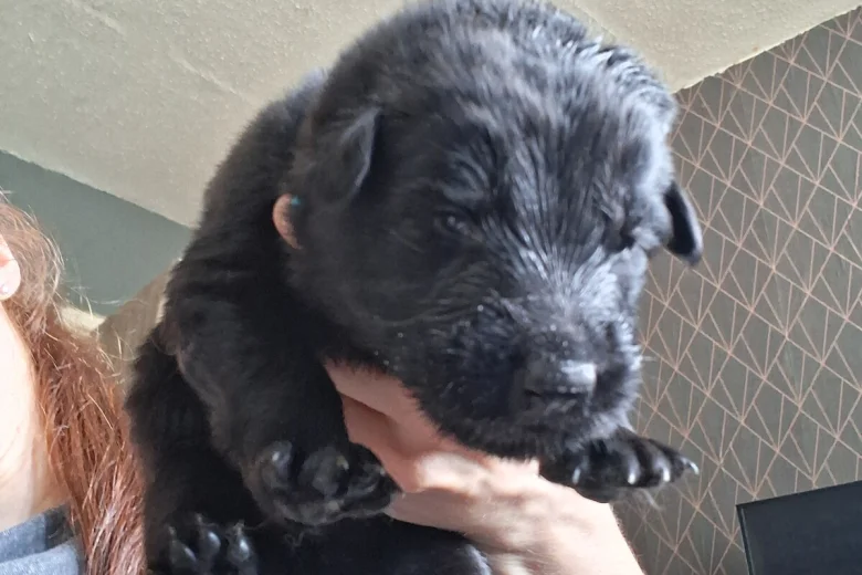 German Shepherd (Alsatian)