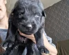 German Shepherd (Alsatian)