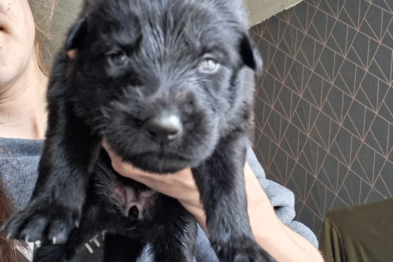 German Shepherd (Alsatian)
