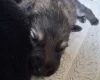 German Shepherd (Alsatian)