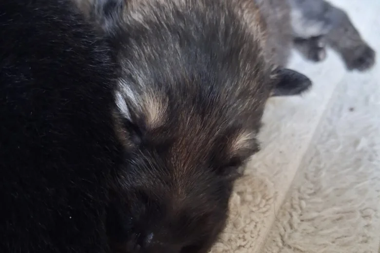 German Shepherd (Alsatian)