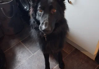 Stud